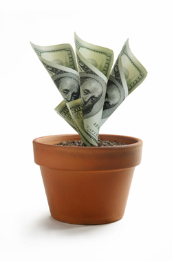 money growing in a pot